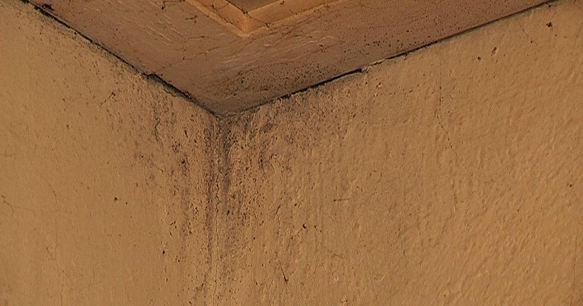 Huurder kreeg jarenlang de schuld van schimmel die woningcorporatie zelf veroorzaakte