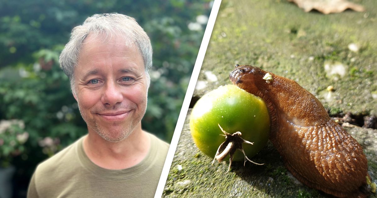 Waarom juist nu zoveel slakken in tuinen opduiken