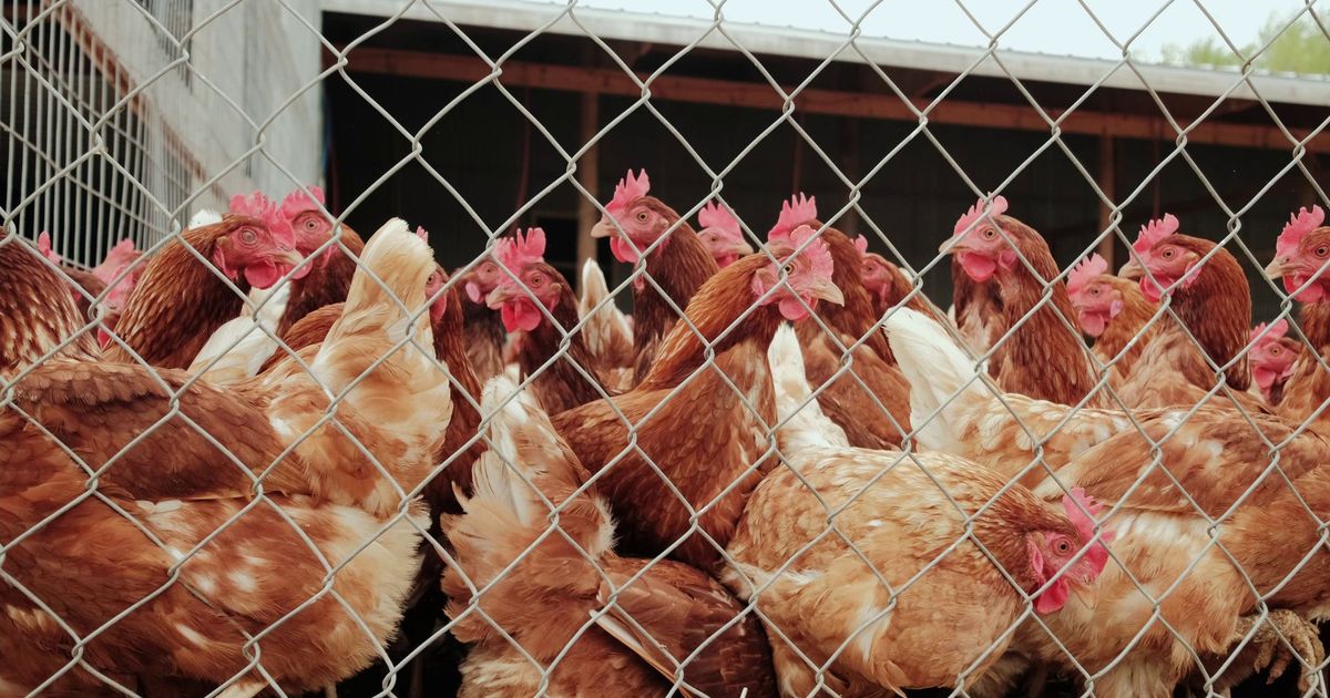 Staatssecretaris wil verplicht vogelgriepvaccin voor legkippen