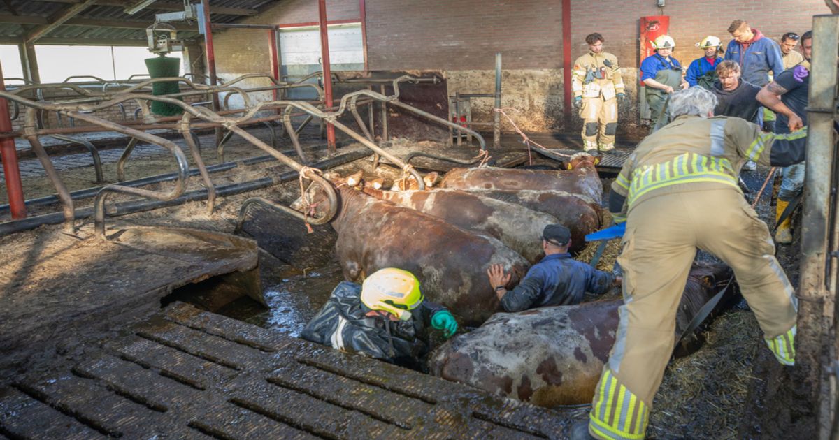Koeien gered na instorten stalvloer in Baarn