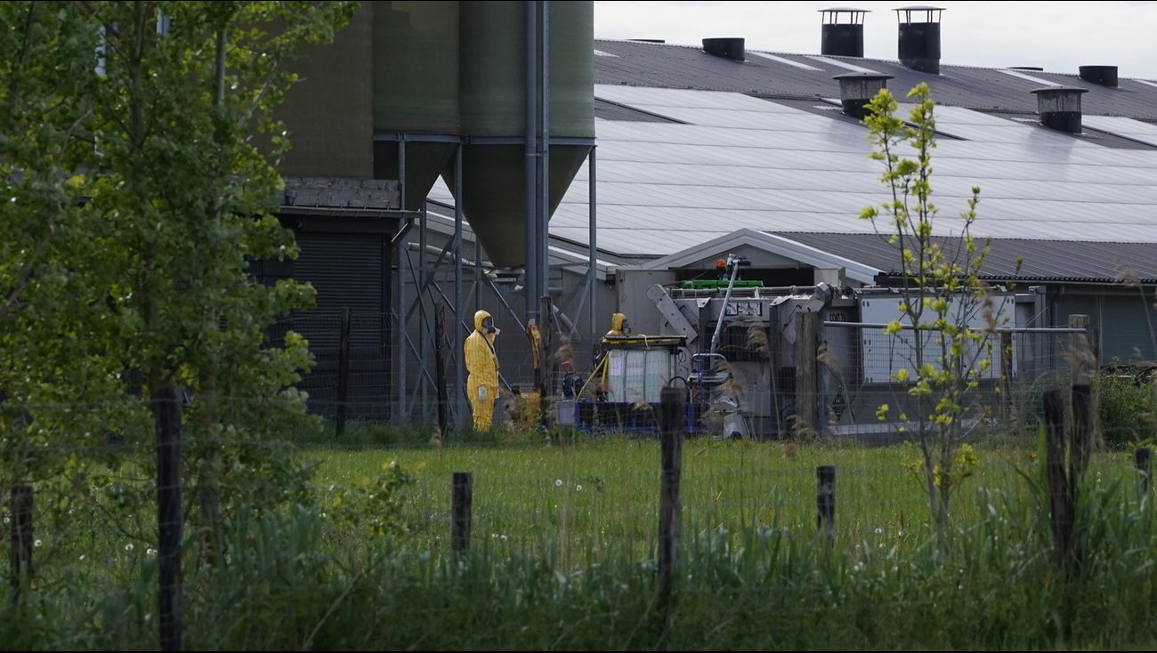 Vogelgriep ontdekt in Biddinghuizen: 55.000 kippen geruimd, tweede uitbraak op bedrijf